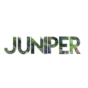 Juniper